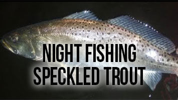 The Basics on How to Night Fish Docklights - Florida Sportsman